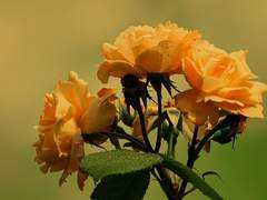 사랑스러운 그대에게 장미를