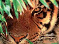 [백민] 호랑님의 생일