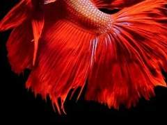 [단히소] 몽유(蒙幼)