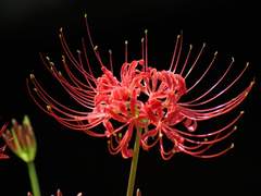 [조나미] 피안화