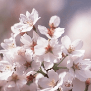 기숙사 - 카르나기