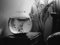 어항의 물은 월요일마다 갈아줄 것