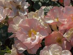 나는 너의 시를 읽다 잠이 든다