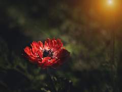 Anemone / Red
