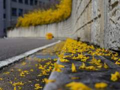 [소비나비] Spring Rain