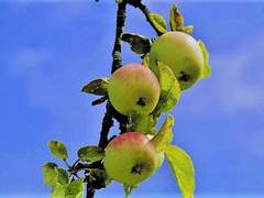 나의 남자 친구에게