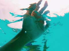 비늘 지느러미 그리고 반짝이는 진주들