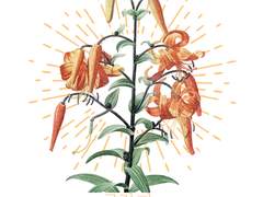 [황호의신] 호랑이꽃