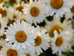 Shasta Daisy