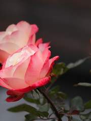 왜, 그러면 안 돼?