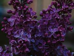 [로오히] 달빛을 밟고 온