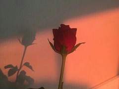 나의 작은 까마귀02