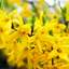 Forsythia?
