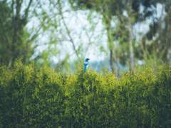 Royal Straight Flush