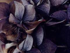 우리가 기다리는 봄은,