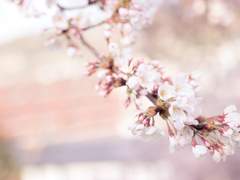 [라스나비] 만인의 첫사랑