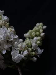 千年前约(천년전약)