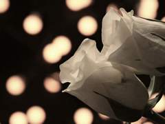 기침과, 가난과, 사랑은, #11