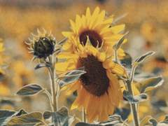 무엇을 보느냐 물으신다면