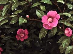 사랑이라는 어여쁜 꽃 (1)