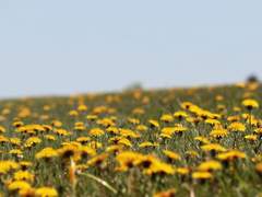 [올리에르] 꽃과 바람