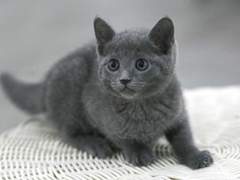 (조조진궁)안돼요 쬬냥 어르신! 4