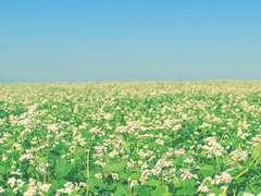 [카논사요] 벚꽃 내린 봄비 아래