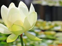 [함광이릉] 꽃무릇 피는 강가 {외전}