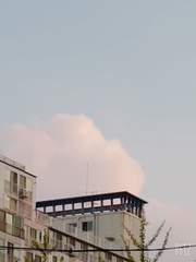 공지/근황 보고