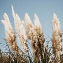 딸기요거트스무디