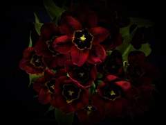 레귤러스 블랙의 48시간(上)