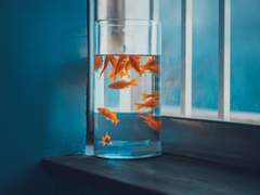 윤중청자/윤자성] 저온화상