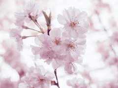 윤중청자/윤중구] 벚꽃