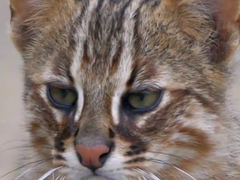 [태원유진] 삵삵삵! 송 순경, 나 고영인듸! 10~11