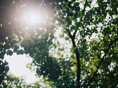 [명재매화] 나의 여름에게