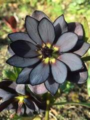 아일라와 기묘한 저택