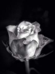 [리들해리] 기만