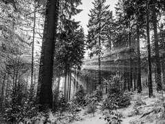 프리부르에서 온 편지