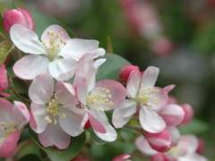 [BTS]힐링 시리즈 : 화분(리네이밍)