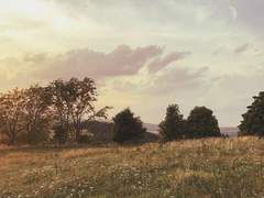 Greenapple Planet Herbaltea.