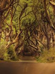 [연재] 윈터가든 : 하랑