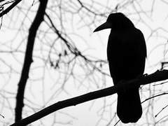 號說鴉 :: TAROT COMMISSON