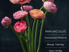 [쿠로세인] 그 저승에는 라넌큘러스가 핀다.