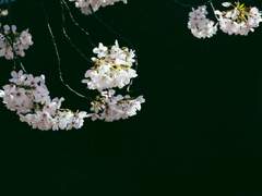 [BLESSING] 벚꽃 아래에서 기다릴게