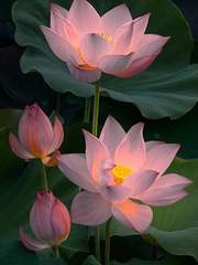 爱的只有你_그대만을 사랑합니다.