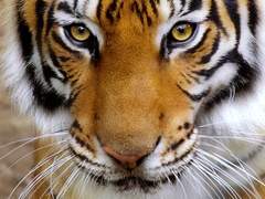 [진뷔] 옛날 옛적 호랑이가 담배 피우던 시절