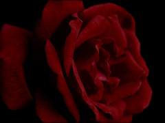 [ Cleta de Borbón Barbara | 뱀파이어 | 외관 29 ]