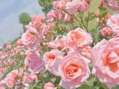 [드레아스] Forevermore