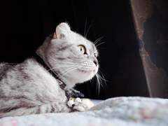 고양이 직찍 판매합니다 5