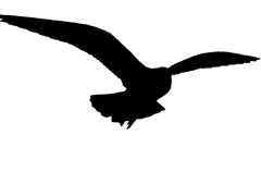 Quick Selection Tool - Select and Mask ...